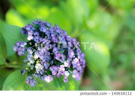 Hydrangeas blooming in vibrant colors under the rainy season sky Hydrangeas blooming in vibrant colors under the rainy season sky 140638112