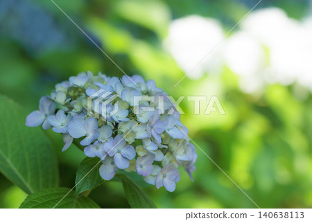 Hydrangeas blooming in vibrant colors under the rainy season sky Hydrangeas blooming in vibrant colors under the rainy season sky 140638113