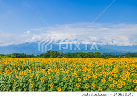 Sunflower field of Akeno, Yamanashi prefecture Sunflower field of Akeno, Yamanashi prefecture 140638145