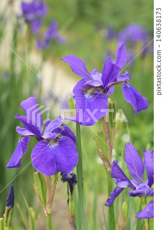 A close-up of a beautifully blooming iris flower. A close-up of a beautifully blooming iris flower. 140638173