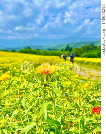 Summer scenery unfolding across safflower fields in Yamagata | Natural landscapes that evoke traditional culture and local resources Summer scenery unfolding across safflower fields in Yamagata | Natural landscapes that evoke traditional culture and local resources 140638296