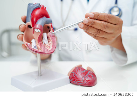 Cardiovascular disease CVD, doctor with heart human model anatomy for treatment patient in hospital. Cardiovascular disease CVD, doctor with heart human model anatomy for treatment patient in hospital. 140638305