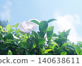 White morning glory flowers 140638611