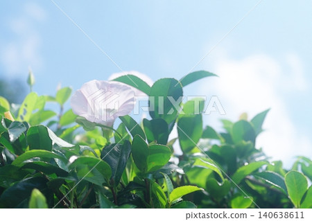 White morning glory flowers White morning glory flowers 140638611