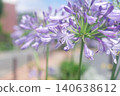 Agapanthus bathed in spring sunshine 140638612