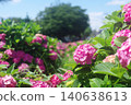 Red hydrangea flower 140638613
