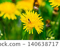 Yellow dandelion flowers Taraxacum officinale. Dandelion on spring sunny day 140638717