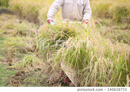 Harvesting rice Harvesting rice 140638733