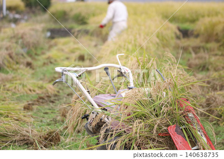 Harvesting rice Harvesting rice 140638735
