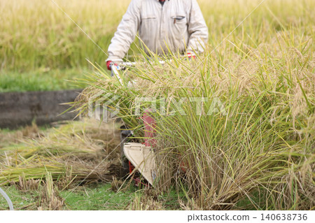 Harvesting rice Harvesting rice 140638736