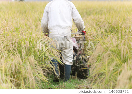 Harvesting rice Harvesting rice 140638751