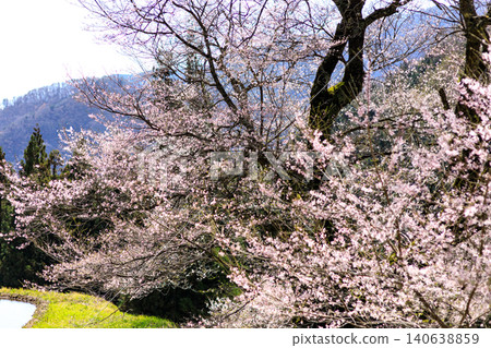 The mystical sight of the Komatsunagi cherry tree standing in the mountainous area of Achi Village, Nagano Prefecture. The mystical sight of the Komatsunagi cherry tree standing in the mountainous area of Achi Village, Nagano Prefecture. 140638859