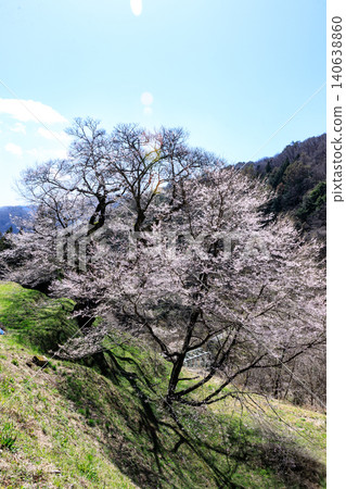 The mystical sight of the Komatsunagi cherry tree standing in the mountainous area of Achi Village, Nagano Prefecture. The mystical sight of the Komatsunagi cherry tree standing in the mountainous area of Achi Village, Nagano Prefecture. 140638860