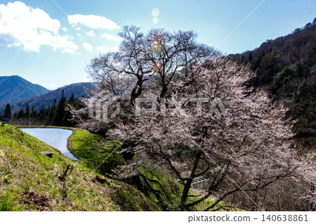 The mystical sight of the Komatsunagi cherry tree standing in the mountainous area of Achi Village, Nagano Prefecture. The mystical sight of the Komatsunagi cherry tree standing in the mountainous area of Achi Village, Nagano Prefecture. 140638861