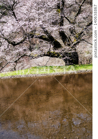 The mystical sight of the Komatsunagi cherry tree standing in the mountainous area of Achi Village, Nagano Prefecture. 140638867