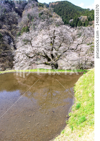 The mystical sight of the Komatsunagi cherry tree standing in the mountainous area of Achi Village, Nagano Prefecture. The mystical sight of the Komatsunagi cherry tree standing in the mountainous area of Achi Village, Nagano Prefecture. 140638870