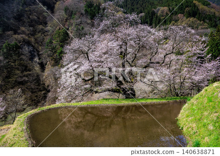 The mystical sight of the Komatsunagi cherry tree standing in the mountainous area of Achi Village, Nagano Prefecture. The mystical sight of the Komatsunagi cherry tree standing in the mountainous area of Achi Village, Nagano Prefecture. 140638871