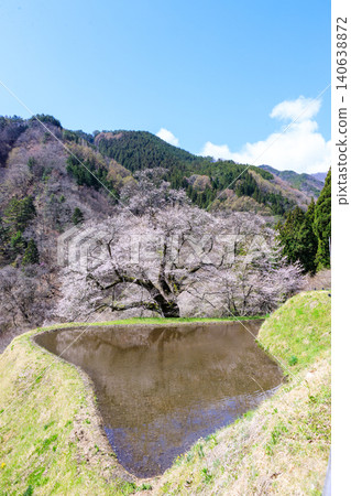 The mystical sight of the Komatsunagi cherry tree standing in the mountainous area of Achi Village, Nagano Prefecture. The mystical sight of the Komatsunagi cherry tree standing in the mountainous area of Achi Village, Nagano Prefecture. 140638872