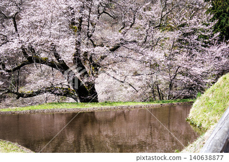 The mystical sight of the Komatsunagi cherry tree standing in the mountainous area of Achi Village, Nagano Prefecture. The mystical sight of the Komatsunagi cherry tree standing in the mountainous area of Achi Village, Nagano Prefecture. 140638877