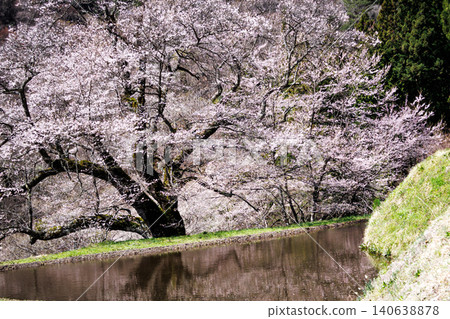 The mystical sight of the Komatsunagi cherry tree standing in the mountainous area of Achi Village, Nagano Prefecture. The mystical sight of the Komatsunagi cherry tree standing in the mountainous area of Achi Village, Nagano Prefecture. 140638878
