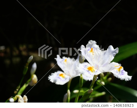 滋賀白花 滋賀白花 140638923