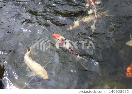 Koi swimming in the pond Koi swimming in the pond 140638925