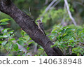 A stylish Japanese Pygmy Woodpecker with perfectly styled hair at the back of its head. 140638948