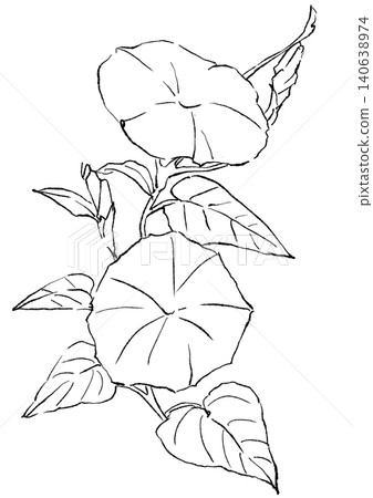 一幅手繪線條藝術插圖,描繪了盛開的牽牛花。 一幅手繪線條藝術插圖,描繪了盛開的牽牛花。 140638974