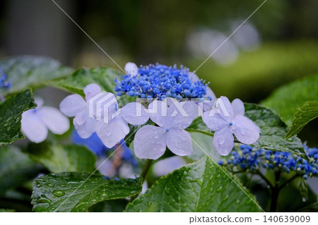 Hydrangea's hydrangea Hydrangea's hydrangea 140639009