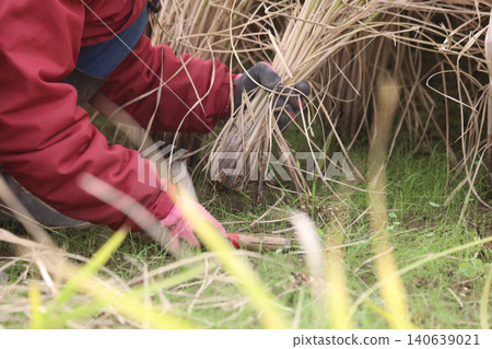 A woman who harvests rice A woman who harvests rice 140639021