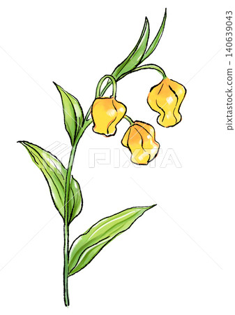 Hand-drawn line art and watercolor illustration of blooming Sandersonia flowers 140639043