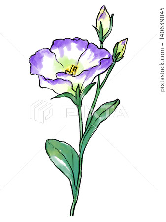 Hand-drawn line art and watercolor illustration of blooming lisianthus flowers. Hand-drawn line art and watercolor illustration of blooming lisianthus flowers. 140639045