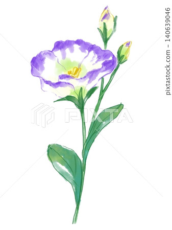 A hand-painted watercolor illustration of blooming lisianthus flowers. A hand-painted watercolor illustration of blooming lisianthus flowers. 140639046