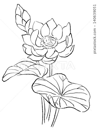 A hand-drawn line art illustration of blooming lotus flowers. A hand-drawn line art illustration of blooming lotus flowers. 140639051