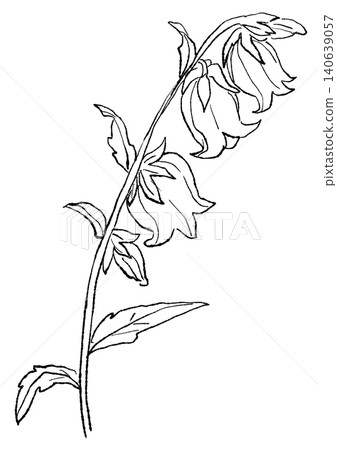 A hand-drawn line art illustration of blooming bellflowers. A hand-drawn line art illustration of blooming bellflowers. 140639057