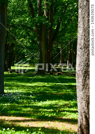 The scene of Maruyama Park in Sapporo, Hokkaido, Japan. The scenery of Maruyama Park in summer, which near Hokkaido Shrine. A public park in Japan. Nature and Travel scene. 140639078