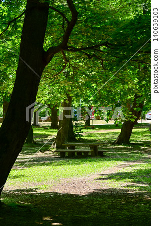 The scene of Maruyama Park in Sapporo, Hokkaido, Japan. The scenery of Maruyama Park in summer, which near Hokkaido Shrine. A public park in Japan. Nature and Travel scene. The scene of Maruyama Park in Sapporo, Hokkaido, Japan. The scenery of Maruyama Park in summer, which near Hokkaido Shrine. A public park in Japan. Nature and Travel scene. 140639103