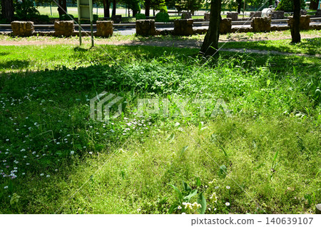 The scene of Maruyama Park in Sapporo, Hokkaido, Japan. The scenery of Maruyama Park in summer, which near Hokkaido Shrine. A public park in Japan. Nature and Travel scene. The scene of Maruyama Park in Sapporo, Hokkaido, Japan. The scenery of Maruyama Park in summer, which near Hokkaido Shrine. A public park in Japan. Nature and Travel scene. 140639107