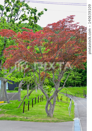 The scene of Maruyama Park in Sapporo, Hokkaido, Japan. The scenery of Maruyama Park in summer, which near Hokkaido Shrine. A public park in Japan. Nature and Travel scene. The scene of Maruyama Park in Sapporo, Hokkaido, Japan. The scenery of Maruyama Park in summer, which near Hokkaido Shrine. A public park in Japan. Nature and Travel scene. 140639109