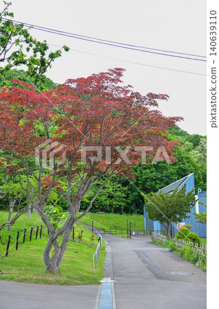 The scene of Maruyama Park in Sapporo, Hokkaido, Japan. The scenery of Maruyama Park in summer, which near Hokkaido Shrine. A public park in Japan. Nature and Travel scene. The scene of Maruyama Park in Sapporo, Hokkaido, Japan. The scenery of Maruyama Park in summer, which near Hokkaido Shrine. A public park in Japan. Nature and Travel scene. 140639110