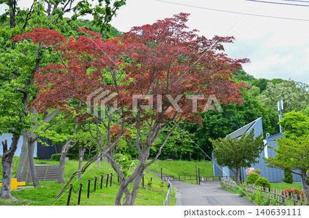 The scene of Maruyama Park in Sapporo, Hokkaido, Japan. The scenery of Maruyama Park in summer, which near Hokkaido Shrine. A public park in Japan. Nature and Travel scene. The scene of Maruyama Park in Sapporo, Hokkaido, Japan. The scenery of Maruyama Park in summer, which near Hokkaido Shrine. A public park in Japan. Nature and Travel scene. 140639111