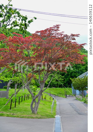 The scene of Maruyama Park in Sapporo, Hokkaido, Japan. The scenery of Maruyama Park in summer, which near Hokkaido Shrine. A public park in Japan. Nature and Travel scene. The scene of Maruyama Park in Sapporo, Hokkaido, Japan. The scenery of Maruyama Park in summer, which near Hokkaido Shrine. A public park in Japan. Nature and Travel scene. 140639112