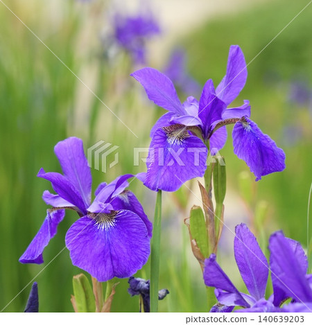 A close-up of a beautiful iris flower. A close-up of a beautiful iris flower. 140639203