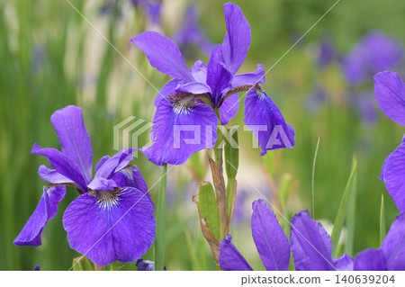 A close-up of a beautiful iris flower. A close-up of a beautiful iris flower. 140639204