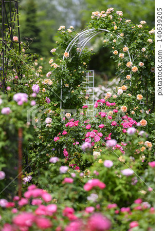Rose garden in full bloom Rose garden in full bloom 140639205
