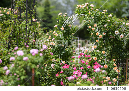 Rose garden in full bloom Rose garden in full bloom 140639206