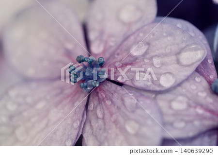 繡球花的繡球花 140639290