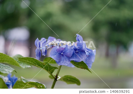 Hydrangea's hydrangea Hydrangea's hydrangea 140639291