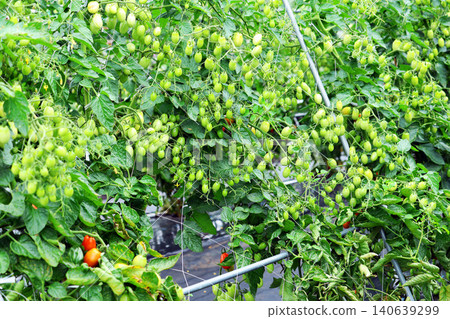 Mini tomatoes grown in a field Mini tomatoes grown in a field 140639299