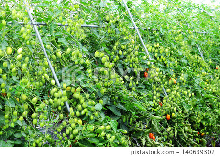 田間種植的小番茄 田間種植的小番茄 140639302
